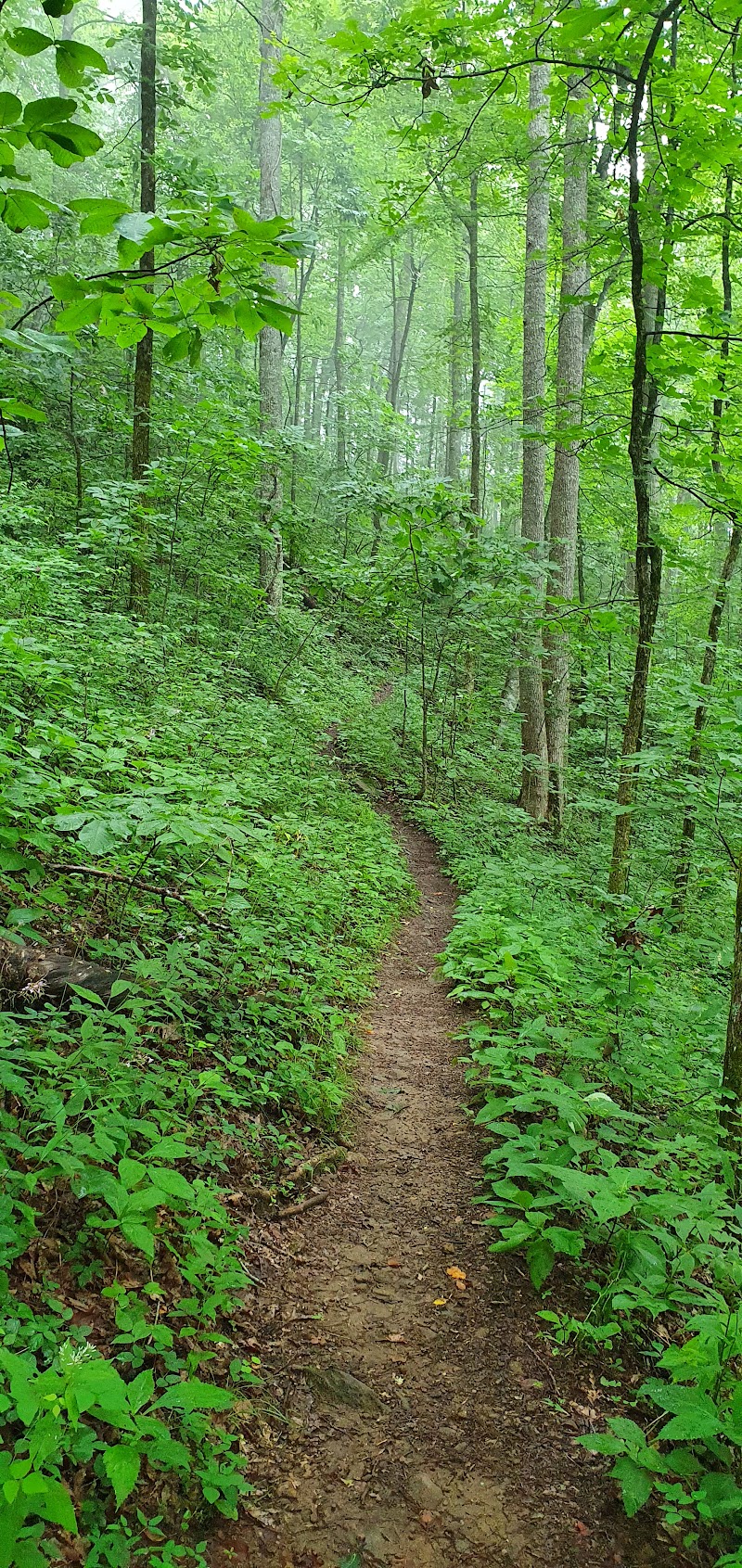 Appalachian Trail: Rocky Mountain from Unicoi Gap